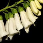White Foxglove