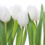 White Tulips